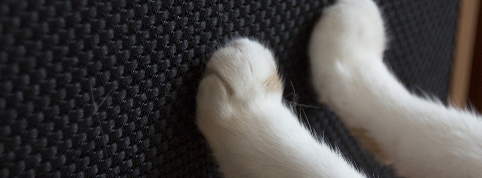 10 Ways To Stop A Cat From Scratching Your Furniture & Speakers