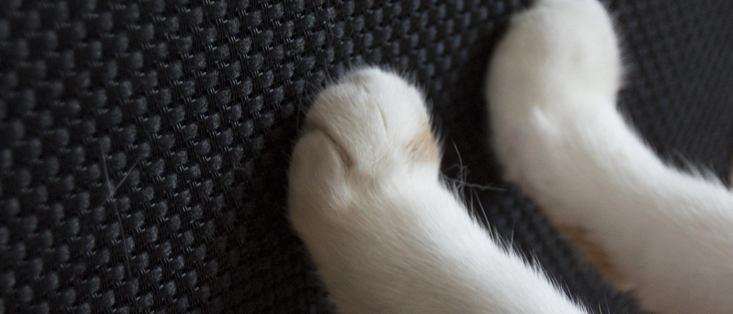 10 Ways To Stop A Cat From Scratching Your Furniture & Speakers